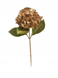 Hydrangea Hydrangea Zlaté kvety 65 cm