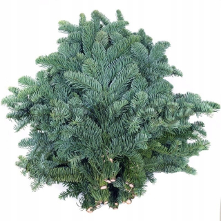 Veniec na dvere - Jedľa nobilis živé dánskej pobočky balenie 5 kg