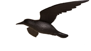 Raven za letu veľký repeller vtákov z holuba 60 cm