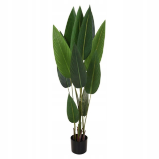 Kvet v progardene aspidistra 318000750 130 cm hrnca