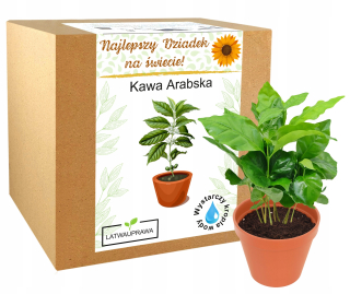 Gadget - ARABICA COFFEE kávový stromček darček k dedkovi babka najlepší dedko
