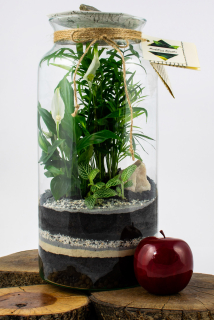 Forest do pohára v sklenenej záhrade high40cm-Roksana
