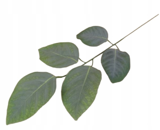 Vetva listov Magnolia. Umelé listy 12 kusov 57 cm