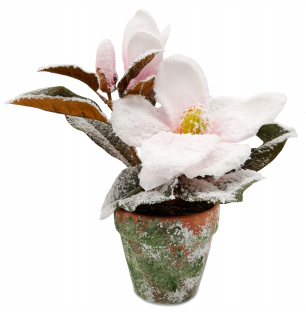 Magnolia v hrnci zasnežená biela ružová 30 cm