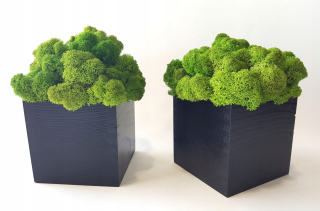 Moss Brave v hrnci 10x10