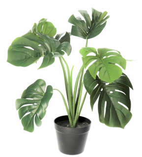 Monstera v hrnci umelých kvetín, ako živá