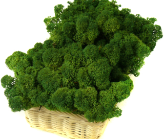 Moss Reindeer Moss 200g Moss Green
