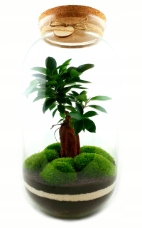 Las Microklimate vo výške nádoby 42 bonsai