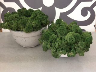 Misa Moss s Moss Moss Green Bright Gray
