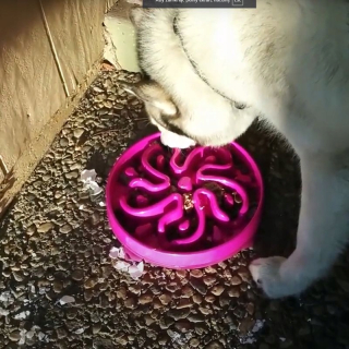 Misa, ktorá spomaľuje jedlo pre psa, mačka - násilie