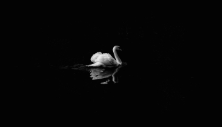Nálepka na stenu, Swan 232x133CM OS-84