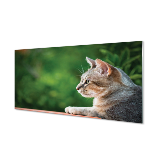Grafika skla na stenu vyzerajúca mačka 120x60