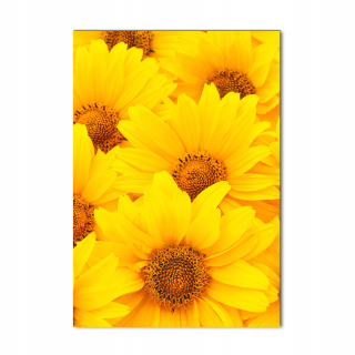 Foto obraz temperované sklo slnečnice 70x100 cm