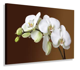 Predstavte si bielu orchideovú kvetinu 120x80 pre obývaciu izbu