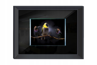Exotické obrazy vtáky s61075 80x60cm