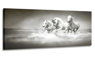 Pict Panorama Calloping Kone 170x70 na plátne