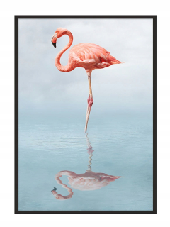 Plagátové plagáty Zvieratá v ráme 73 x 53 cm