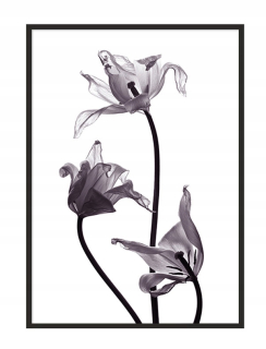Plant plagátu plagátu v ráme 33 x 73 cm