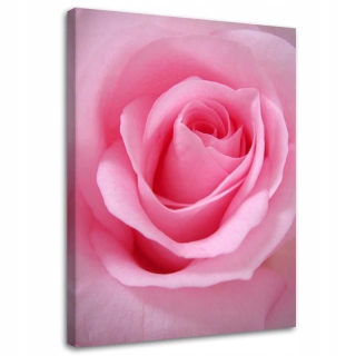 Obrázok na plátne - plátno, Pastel Rose - 80x120