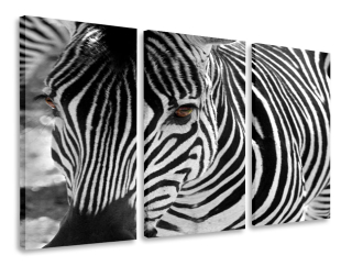 Obrázok Triptyka Zebra 120x80
