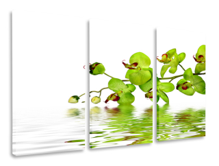 Obrázok Triptych Green Orchid Triptych 120x80