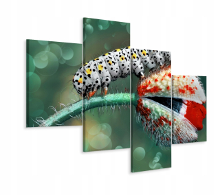 Obrázok 4 Čiastočná húsenica makro 3d 240x150