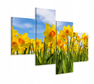 Obrázok 4 Čiastočné pole narcisov Natura 3d 240x150