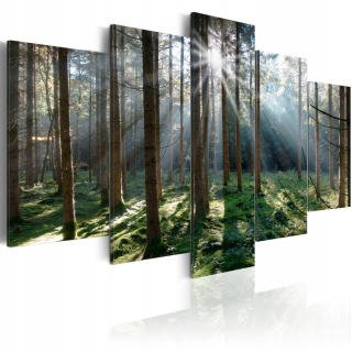 Obrázok - Fairytale Forest 225x112.5