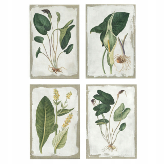 Obrázok DKD Domáce dekorácie Canvas Botanické rastliny (4