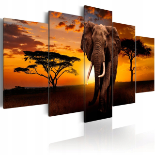 Obrázok - Savanna King 225x112.5