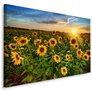 Predstavte si kvety slnečnice Sunset 3d 120x80
