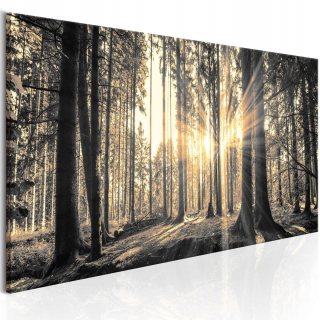 Obrázok - Forest Sun - 150x50