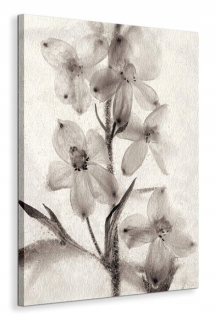 Formy ľadu 51 čiernobiele plagát, rastliny bez rámu 60 x 80 cm