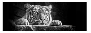 Obraz na plátne TIGER do obývačky 155x53