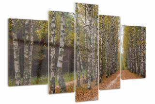 Obrázok akrylové sklo triptych Aleja brzóz