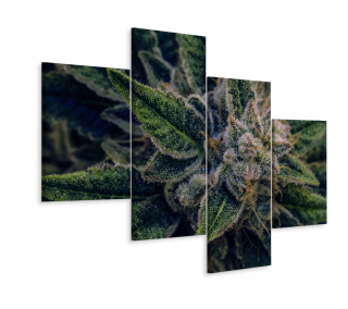 Obrázok Tetrapptych Plant Hemp Nature 3d 240x150