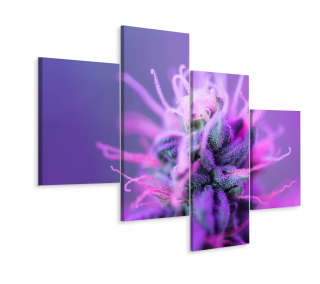 Predstavte si tetraptický závod v mierke makro 3d 240x150