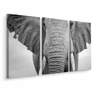 Picture Triptych Elephant Up Up Close Animal Nature 150x100