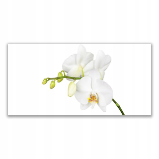 Obrázková stena akrylová 140x70 kvety orchideí príroda