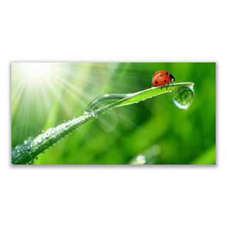 Obrázok stena akrylová 140x70 Grass Ladybug Príroda