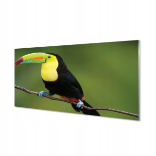 Obrázok na skle farebný papagáj na vetve 120x60 cm