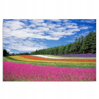 Obrázok Flower Field 100x70
