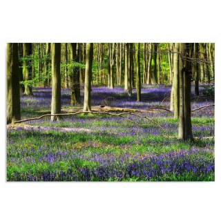 Picture Forest Flowers 120x80