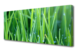 Obrázok na plátne Plant Grass Drops Plant 125x50