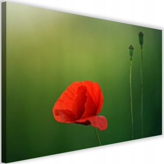 Obrázok na plátne 120x80 červené makové kvety maki
