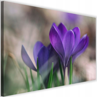 Predstavte si kvety pre Salon Spring Crocuses 120x80