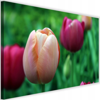 Obrázok na plátne do obývacej izby kvety Tulip 120x80