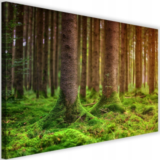 Obrázok na plátne 90x60 Kmeň lesného stromu v lese