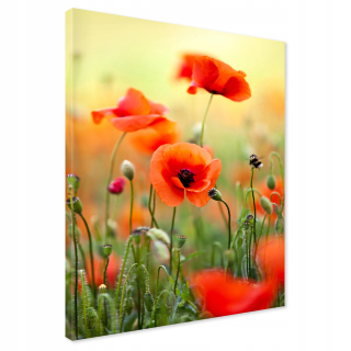 Obrázok na plátne Maki Flowers 80x120