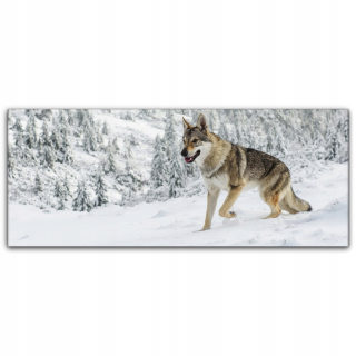 Obrázok na plátne na stene 125x50 Wolf Animal Forest